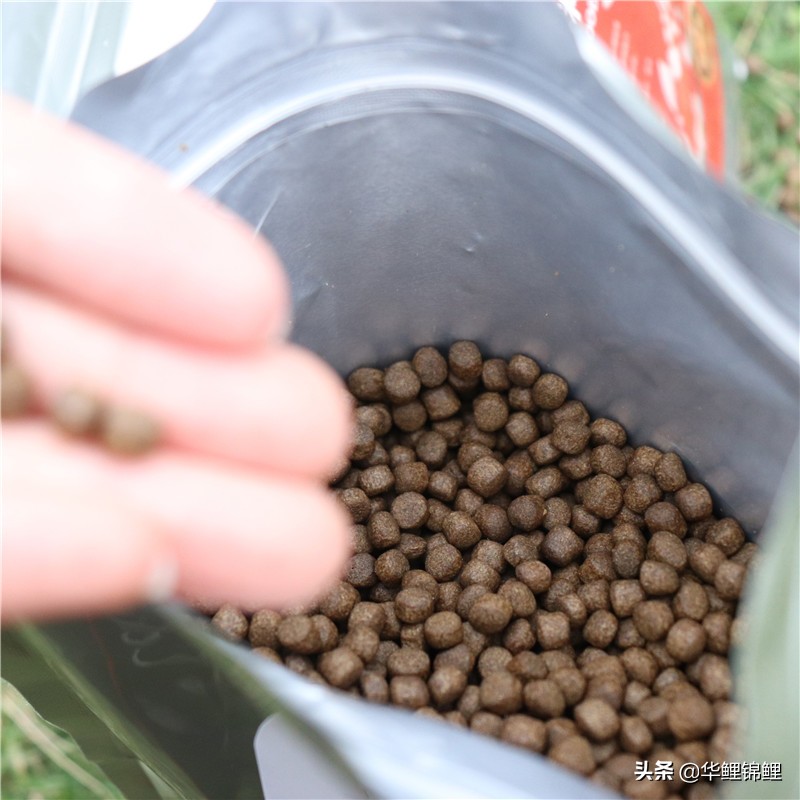 锦鲤养殖场怎么选鱼苗,锦鲤增色饲料和育成饲料怎么分别