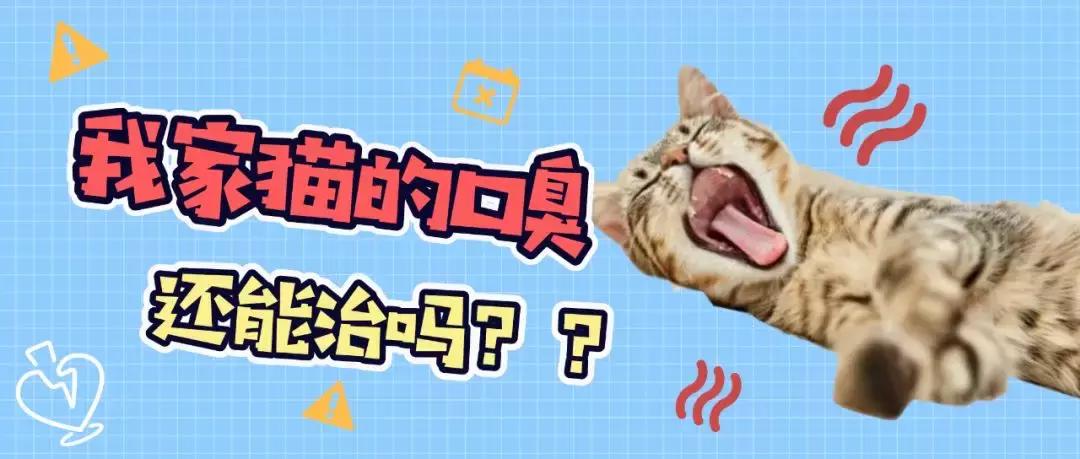 猫咪口臭去除神器,猫咪口炎