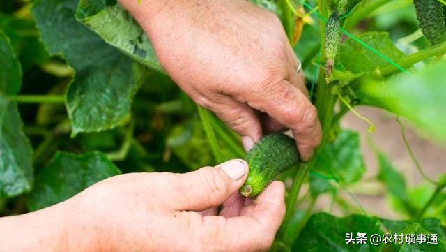 黄瓜烂头顶怎么防治,黄瓜烂杆病该怎样防治