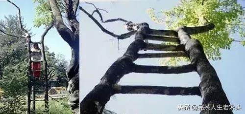 最新世界十大“怪”,最后一个太绝了!