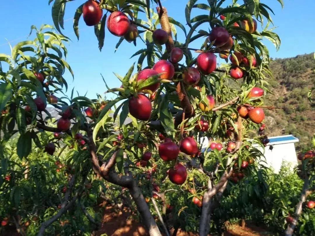攀枝花务本油桃基地,攀枝花务本油桃采摘园