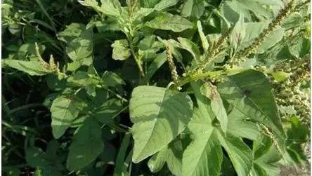 农村随处可见的几种野生中草药,教你认识那些路边的野生中草药