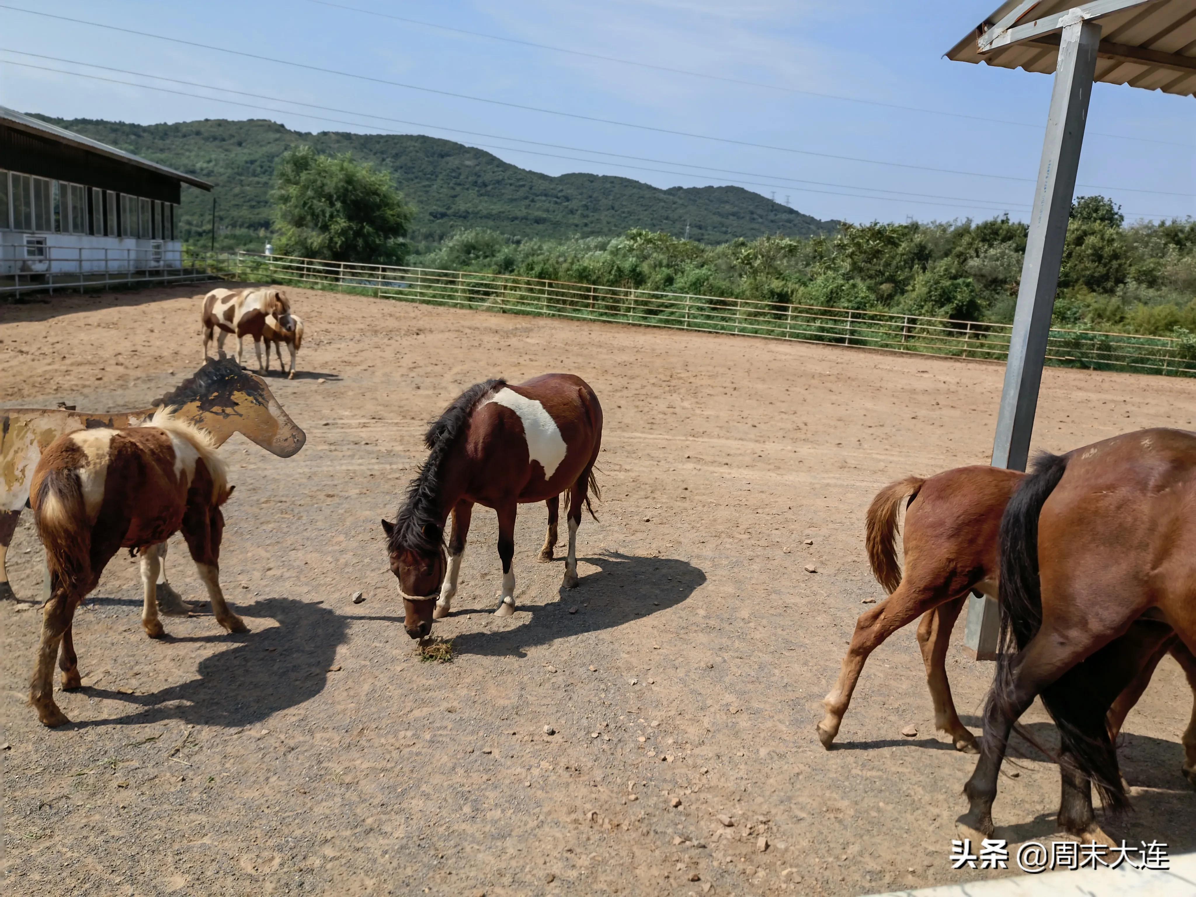 铭湖牧场是哪,铭湖牧场简介