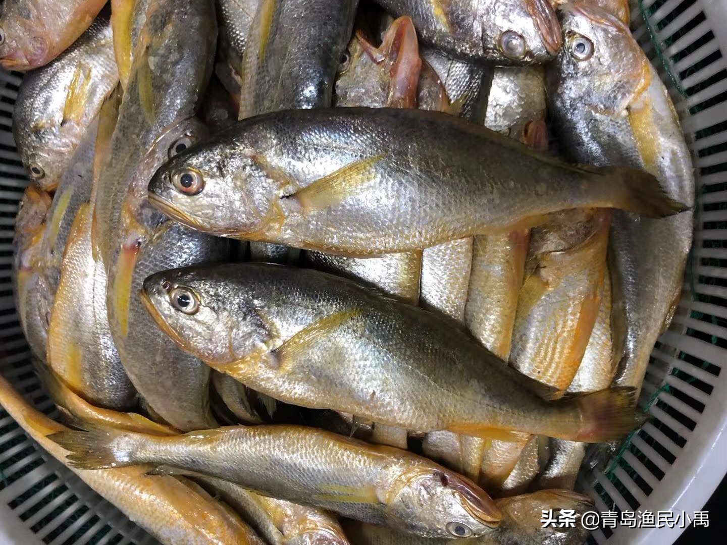 野生大黄鱼最大值多少钱,野生大黄花鱼为啥那么贵