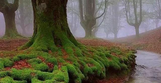 小苔藓微景观,小苔藓盆景怎么养殖