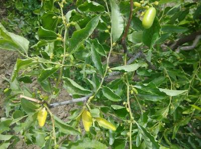 枣树最怕什么,枣树现在需要打什么药