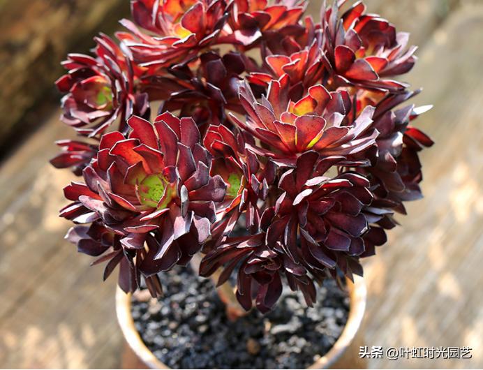 多肉老桩大科普，贱卖老桩可以买？性价比大揭秘！