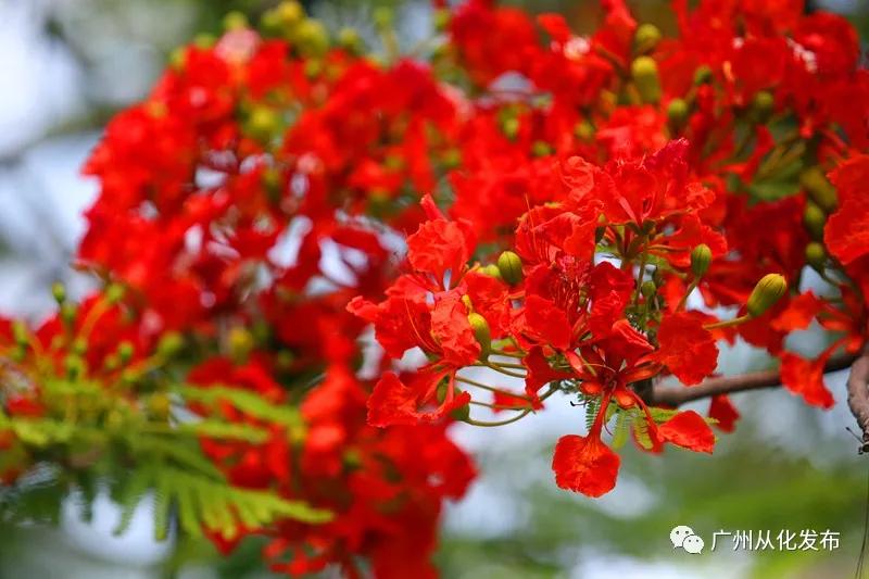 凤凰花从化,从化江浦凤凰花