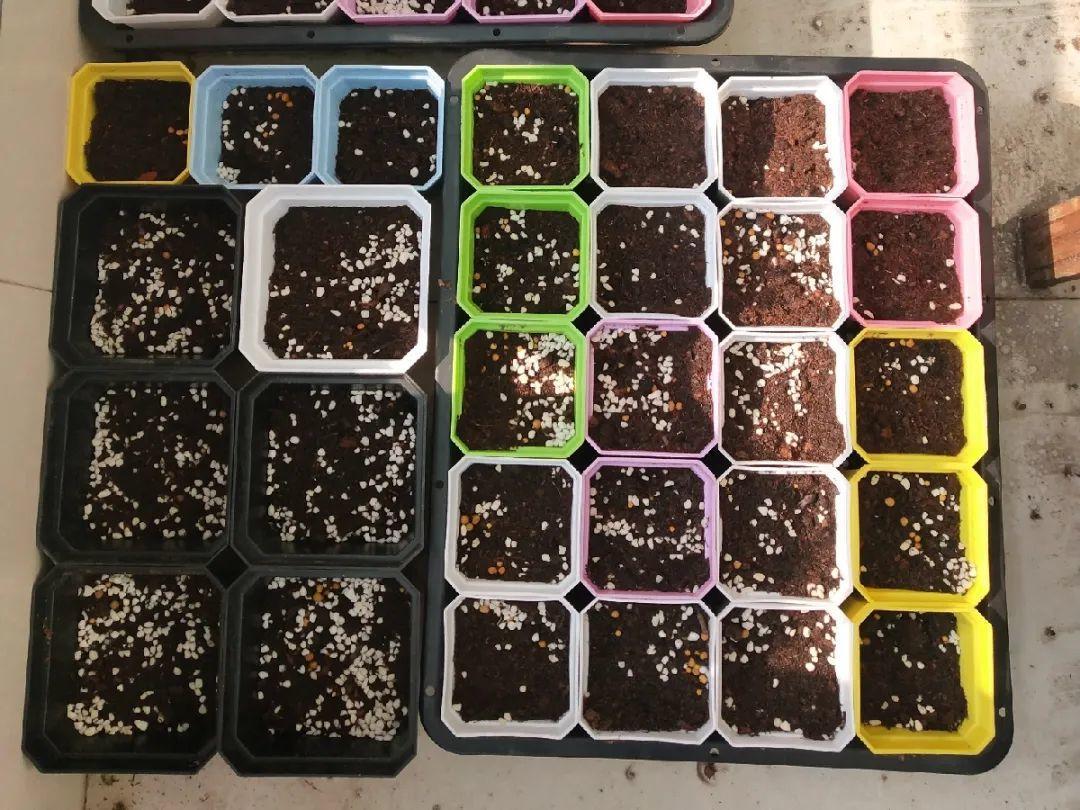 一个小“蒜瓣”,沾土就开花,一平方能养一百盆,生崽一大窝