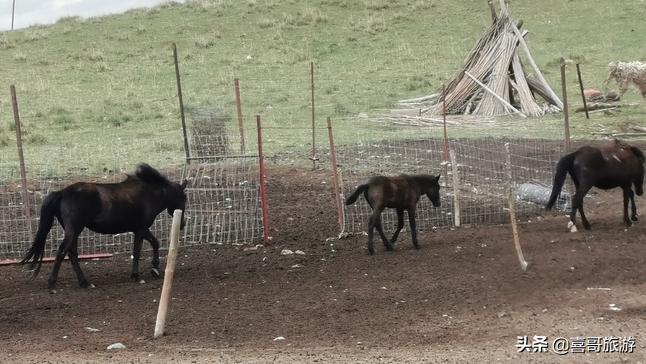 青海黄南旅游攻略探寻藏区风情,青海黄南旅游攻略