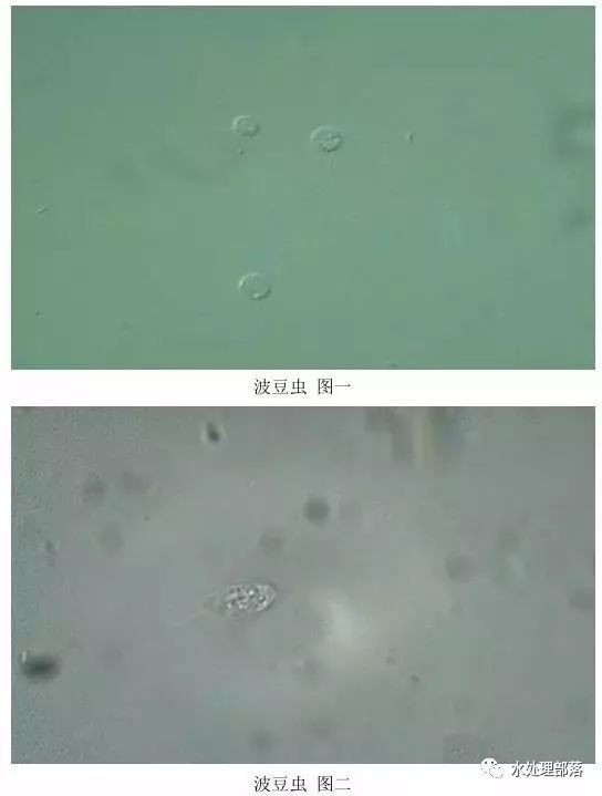 高清丨污水处理微生物图谱