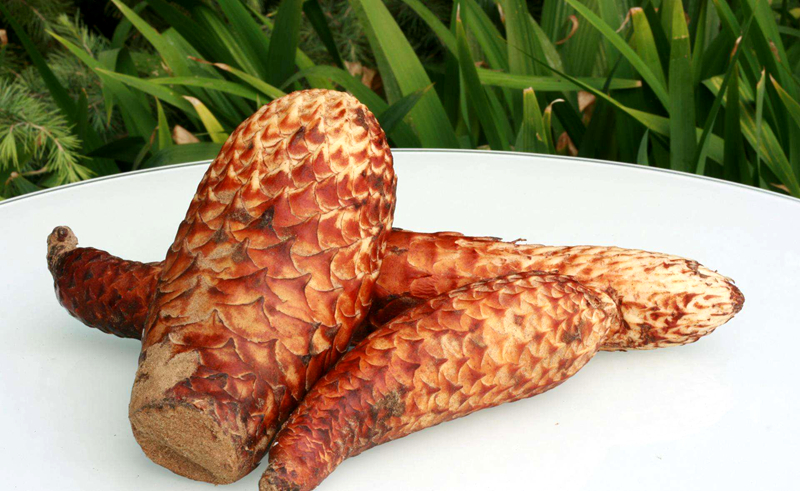 肉苁蓉补肾阳而不燥富含什么物质,肉苁蓉对补肾真的有效吗