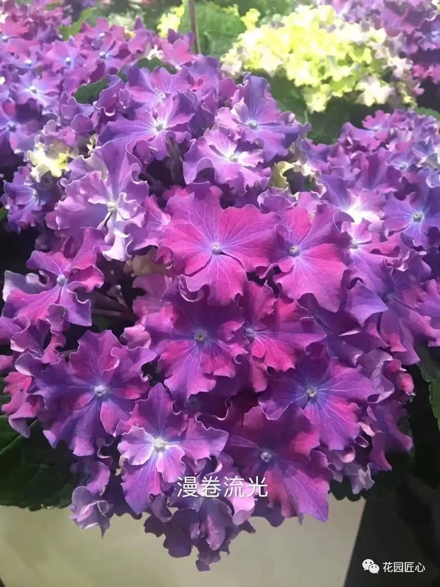 春季绣球叶子发皱怎么回事,夏季绣球老叶子都干枯怎么处理