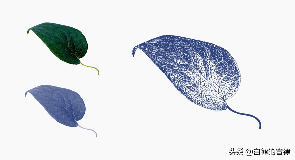 只要加些植物元素，你的PPT页面精致又有格调