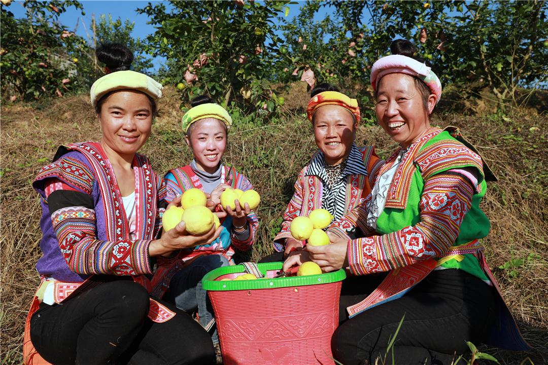 罗平柠檬基地,云南罗平柠檬种植基地