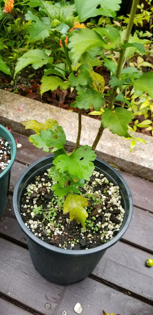 小木槿牙签苗怎么养才会枝繁叶茂,木槿叶子发黑掉落怎么办