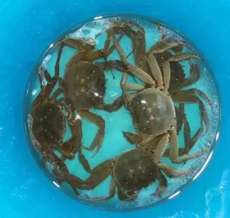 活的大闸蟹放冰块能保存几天,大闸蟹是蒸熟保存还是生的保存好