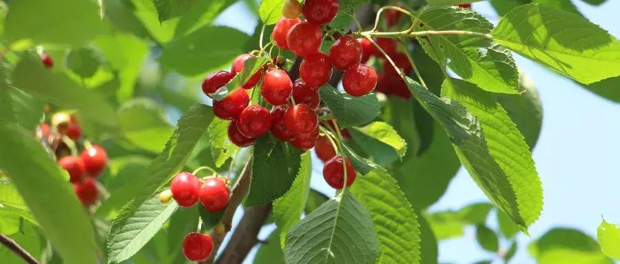 摘樱桃最近的地方西安,西安周边摘樱桃攻略