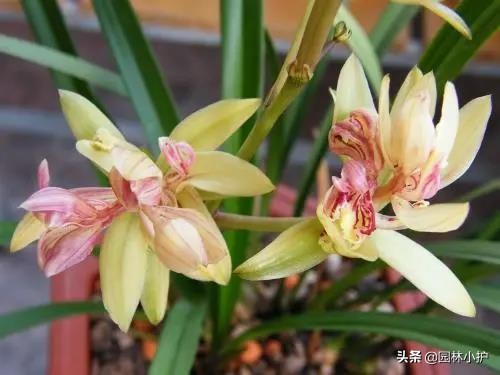 新手养兰花选择什么花,最好养的兰花四季兰品种