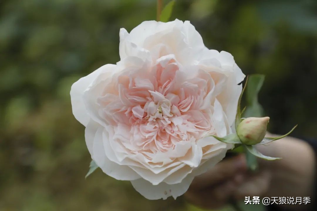 2022年天狼月季新品,月季天狼新品曝光