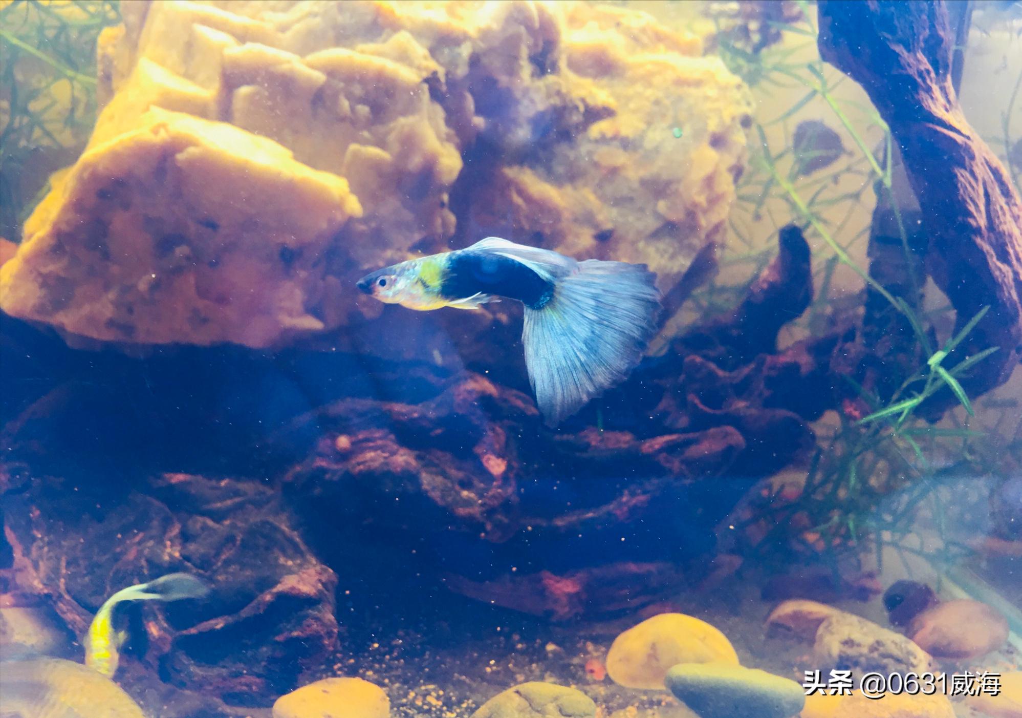 孔雀鱼怎么预防大鱼吃小鱼,孔雀鱼繁殖吃什么