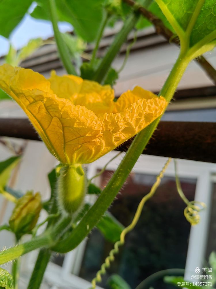 散文：黄黄的瓜花儿