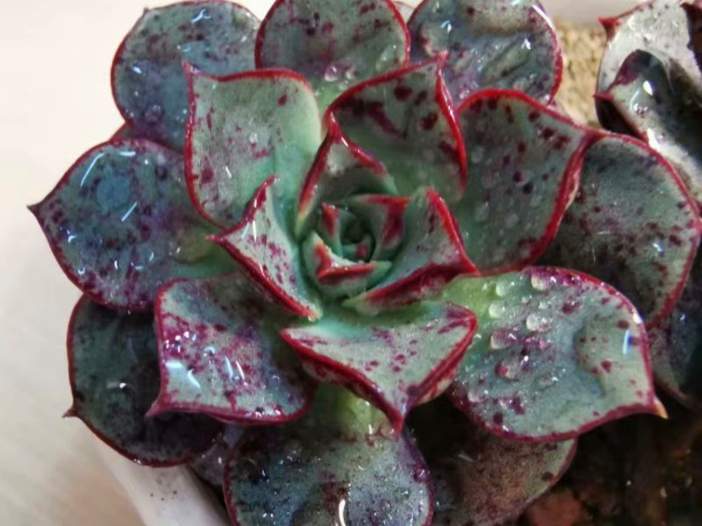 想把月季养好一定要用营养土吗,圆叶罗西玛怎么养护