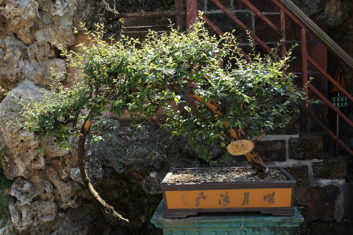 雀梅盆景冬天怎么养护,雀梅盆景养护方法