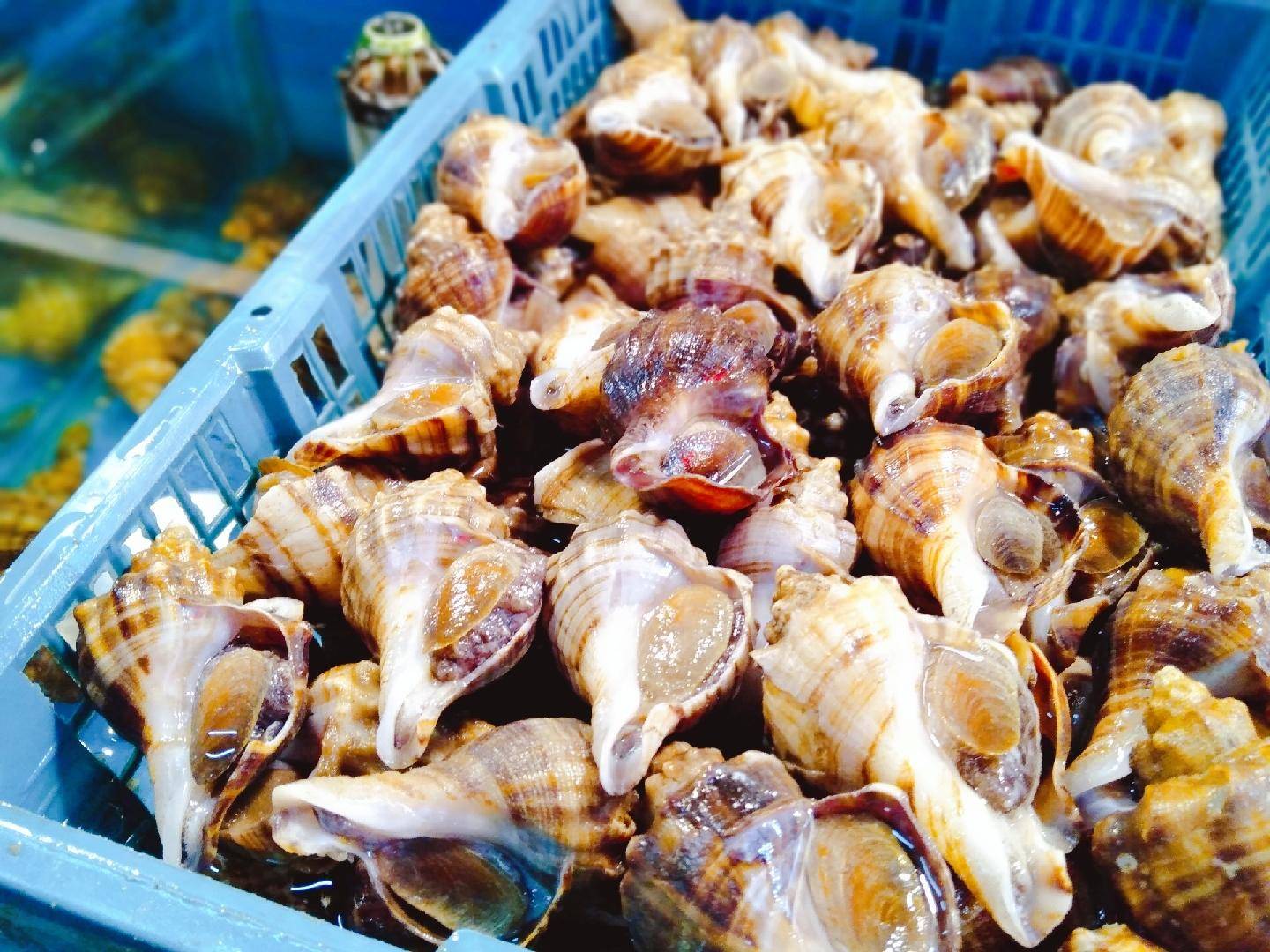 10元的鲍鱼能买吗,10元一斤的鲍鱼