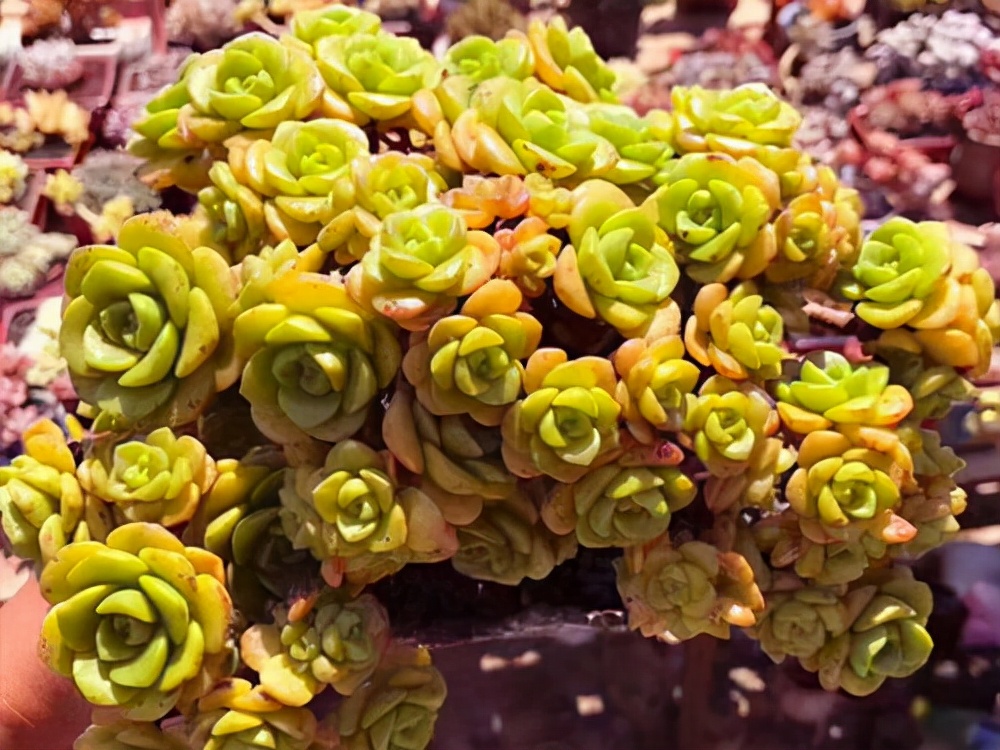 旋叶姬星美人多肉有香味吗,自带香味的多肉推荐
