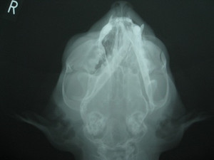 猫咪下巴脱臼,猫咪脱臼了治疗要多少钱