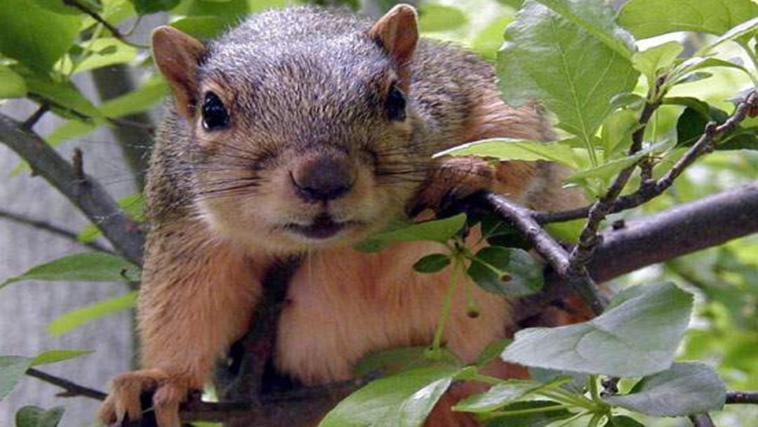 五年级语文第17课松鼠讲解,五年级上册第17课松鼠教材详解