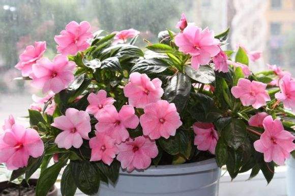 水梅花总是掉叶子,你是不是走进了这些误区?学会了就能爆盆