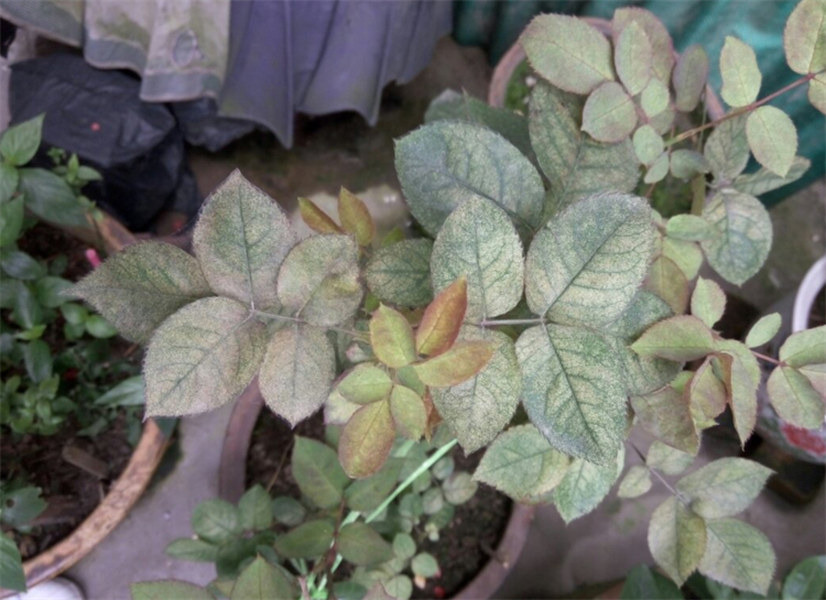 玫瑰花杆上长白斑,玫瑰花杆处理