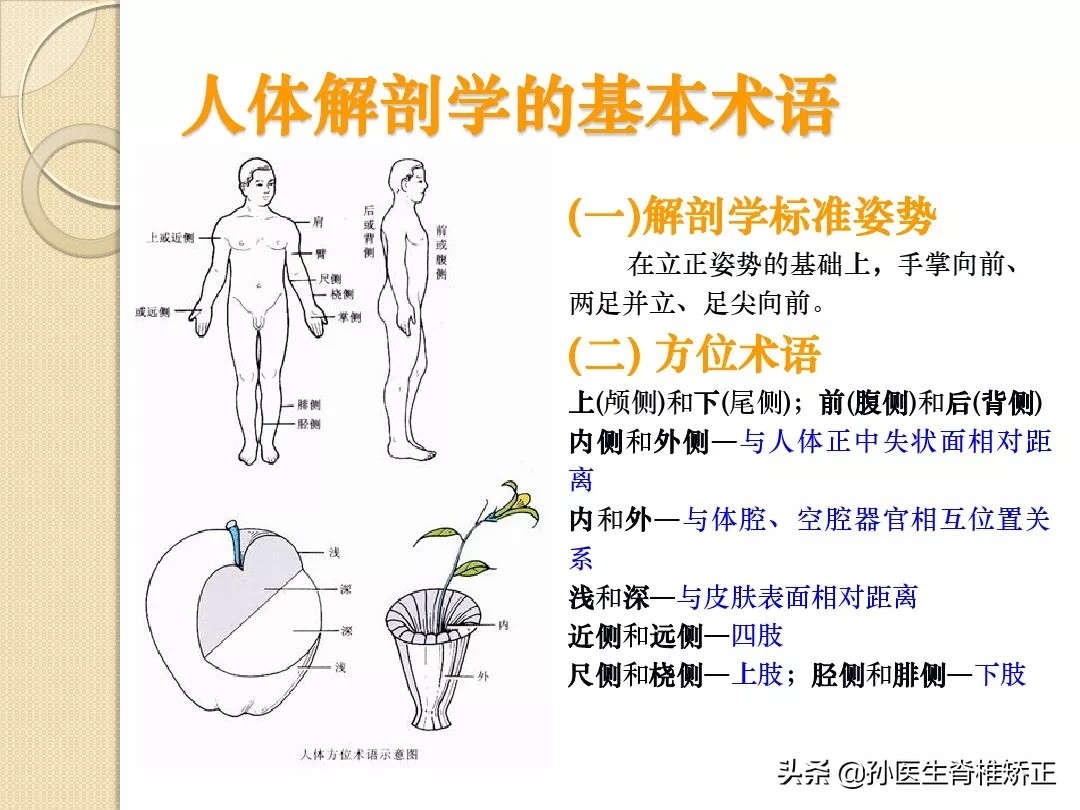 人体解剖学骨骼学思维导图,人体骨骼解剖学纪录片