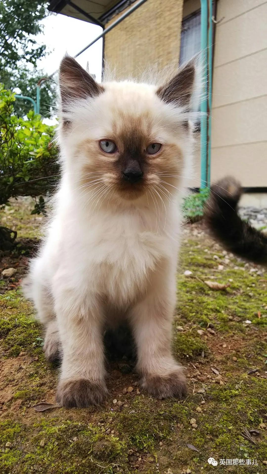 养暹罗等于养好几种猫,重庆暹罗猫变黑了还能白回来吗