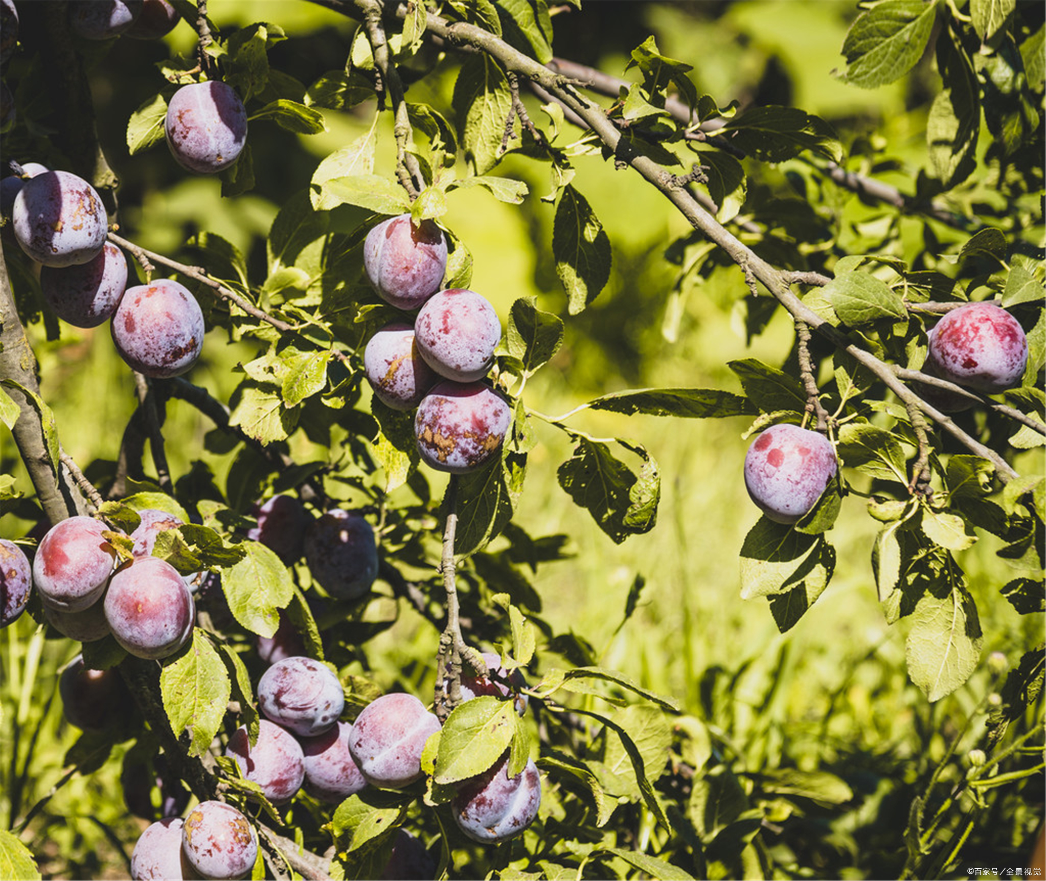 今天白居易生日，“桃李满天下”最早出处竟是他的一首拍马屁诗？