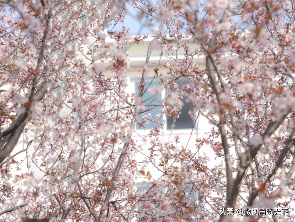 信阳师范学院：回眸但觉烟色浅，不知春意入师院