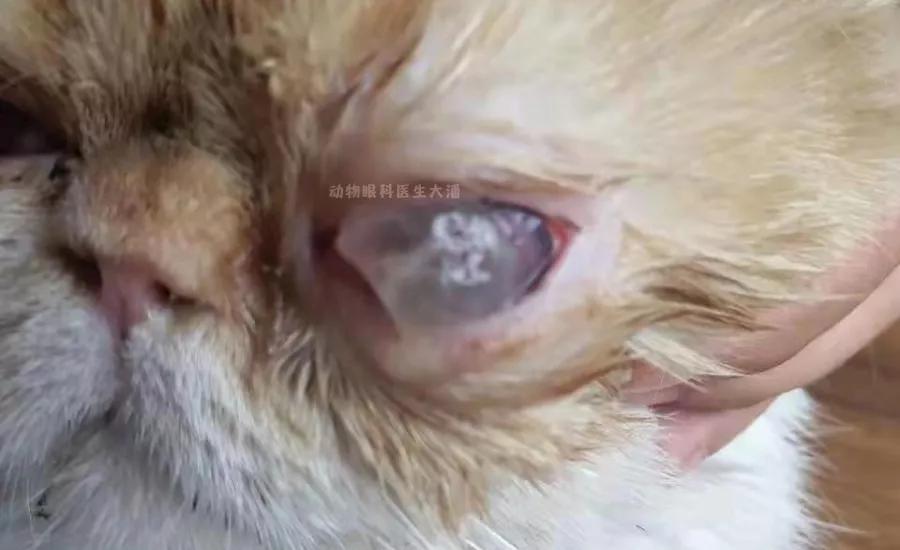 猫咪角膜穿孔必须摘除眼球吗,猫咪脸穿孔