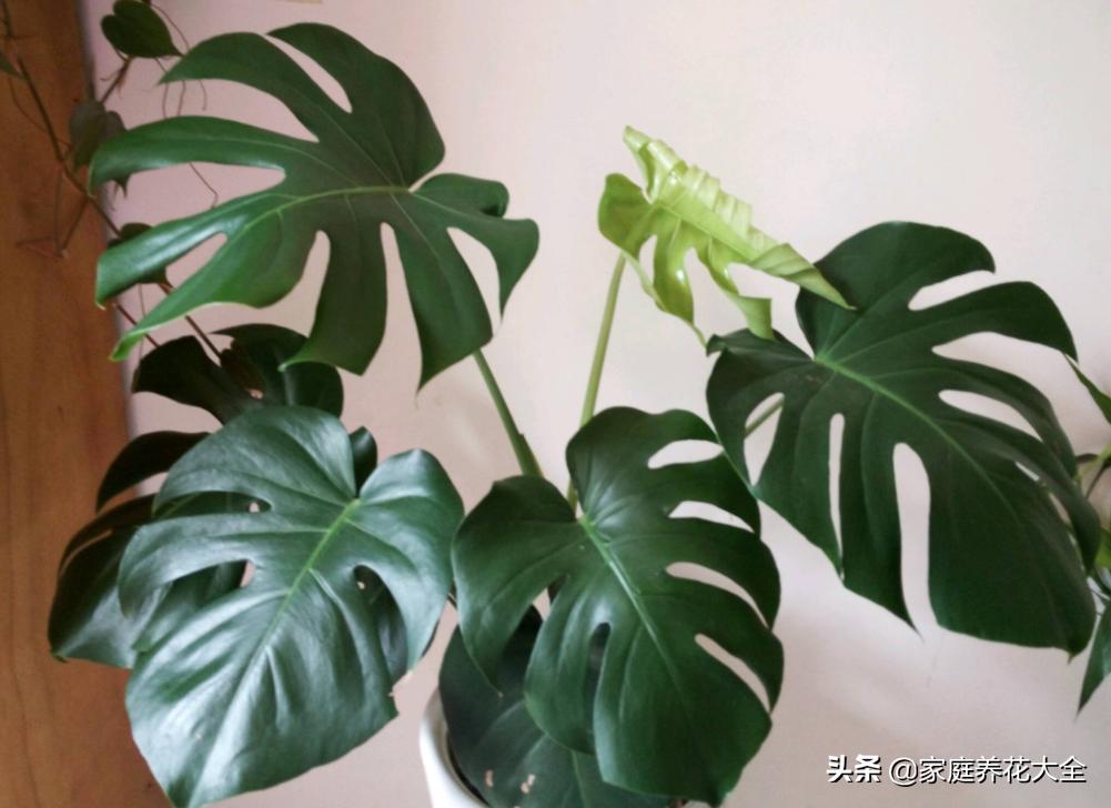 龟背竹小根系发黑腐烂怎么处理,龟背竹叶子尖发黑干枯需要剪掉吗