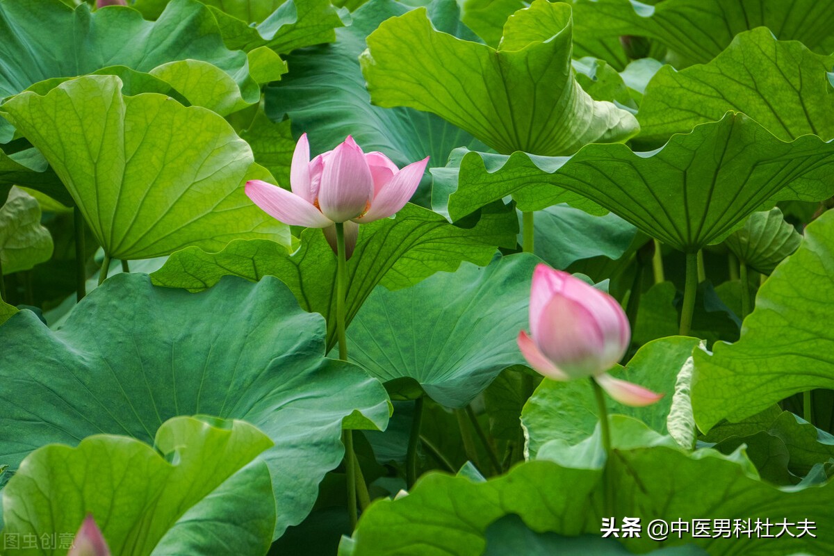 下焦湿热会导致腿酸软怎么调理,腰膝酸软小便黄是肾阴虚还是阳虚