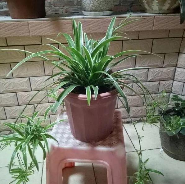 吊兰，是喜阴还是向阳，很多人弄错了，难怪总爱黄叶