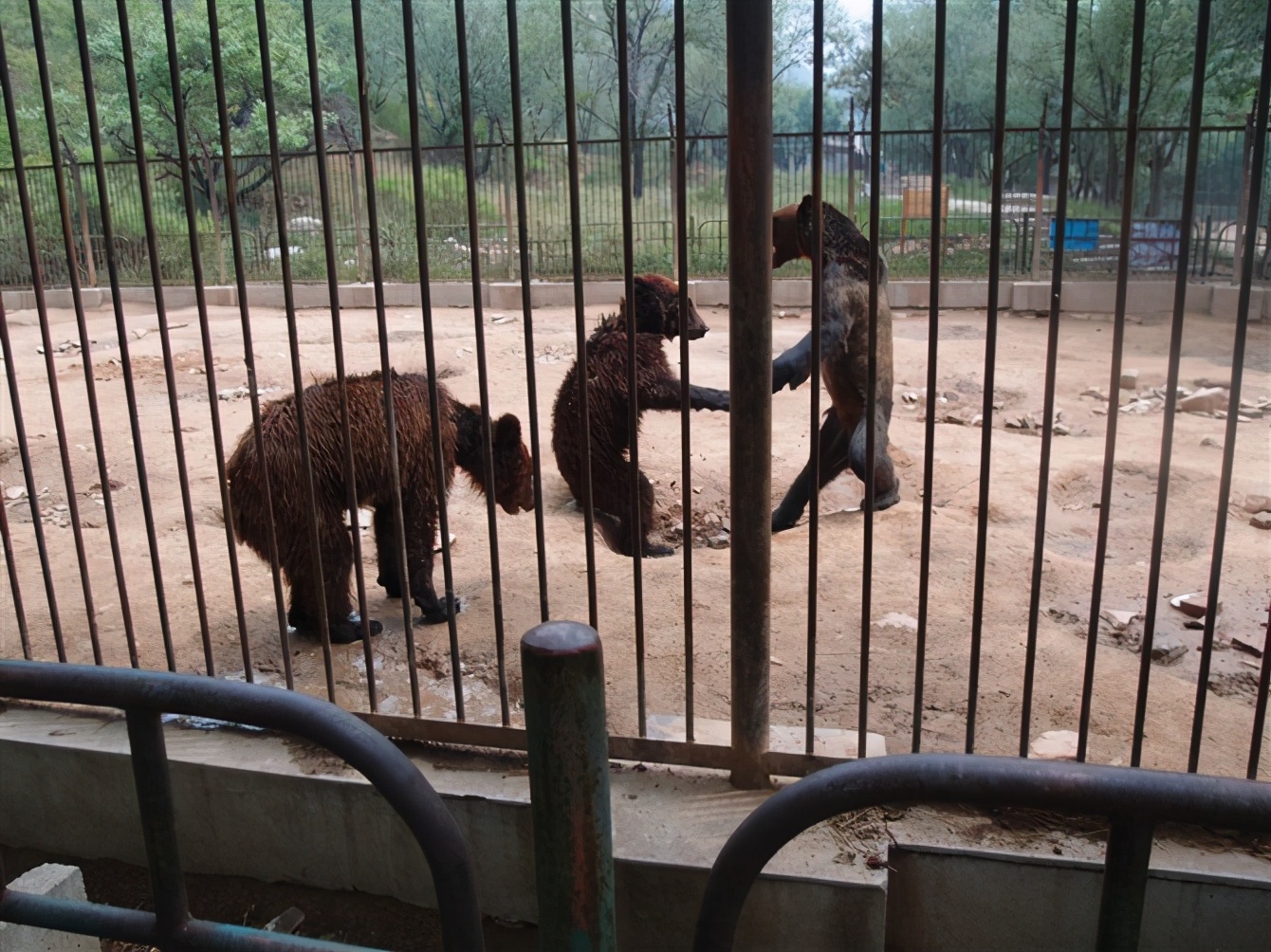 八达岭动物园观看老虎,八达岭动物园游玩