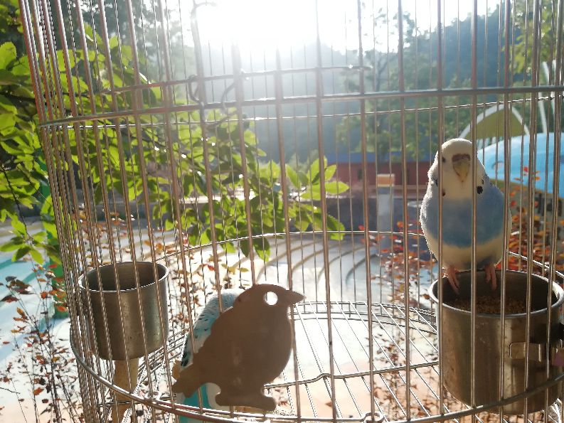 洛阳栾川竹海野生动物园值得去吗,洛阳栾川竹海野生动物园都有什么