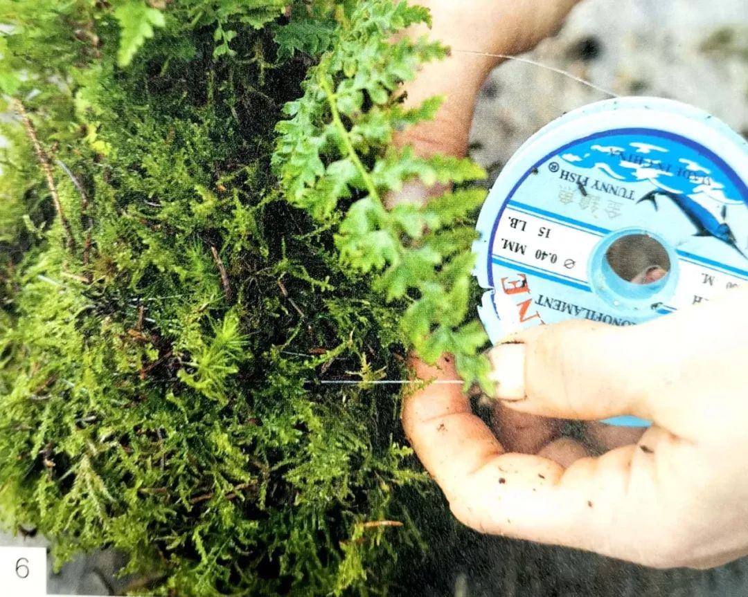 适合做苔玉的苔藓有哪些,适合做苔玉的苔藓