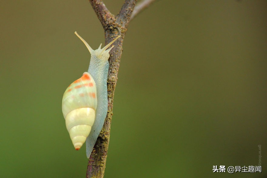 最漂亮的蜗牛图片,100幅蜗牛图片