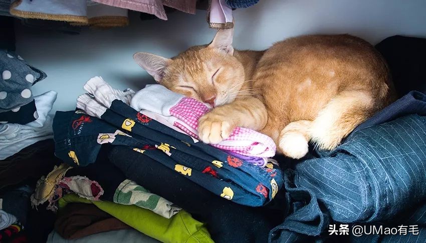 夏季会害了猫的7个行为,夏天对猫咪排泄有影响吗