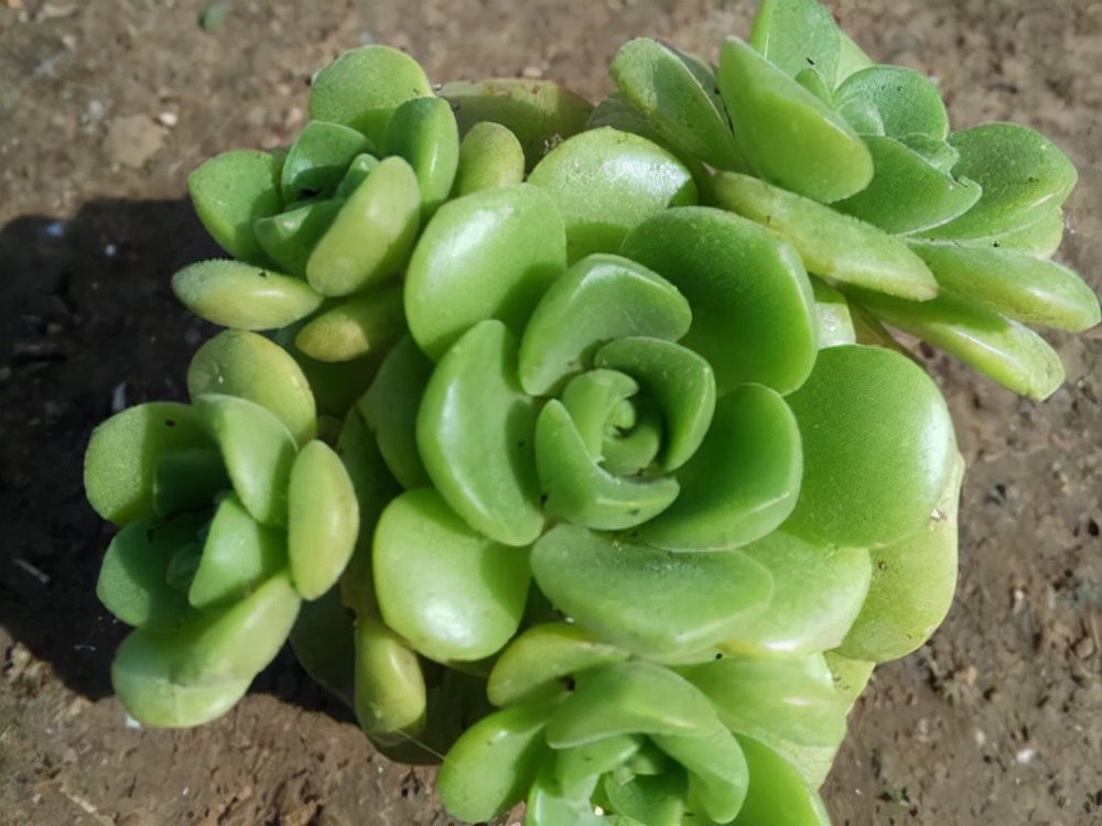 旋叶姬星美人多肉有香味吗,自带香味的多肉推荐