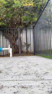 最新海外火爆搞笑视频,50张全球搞笑gif