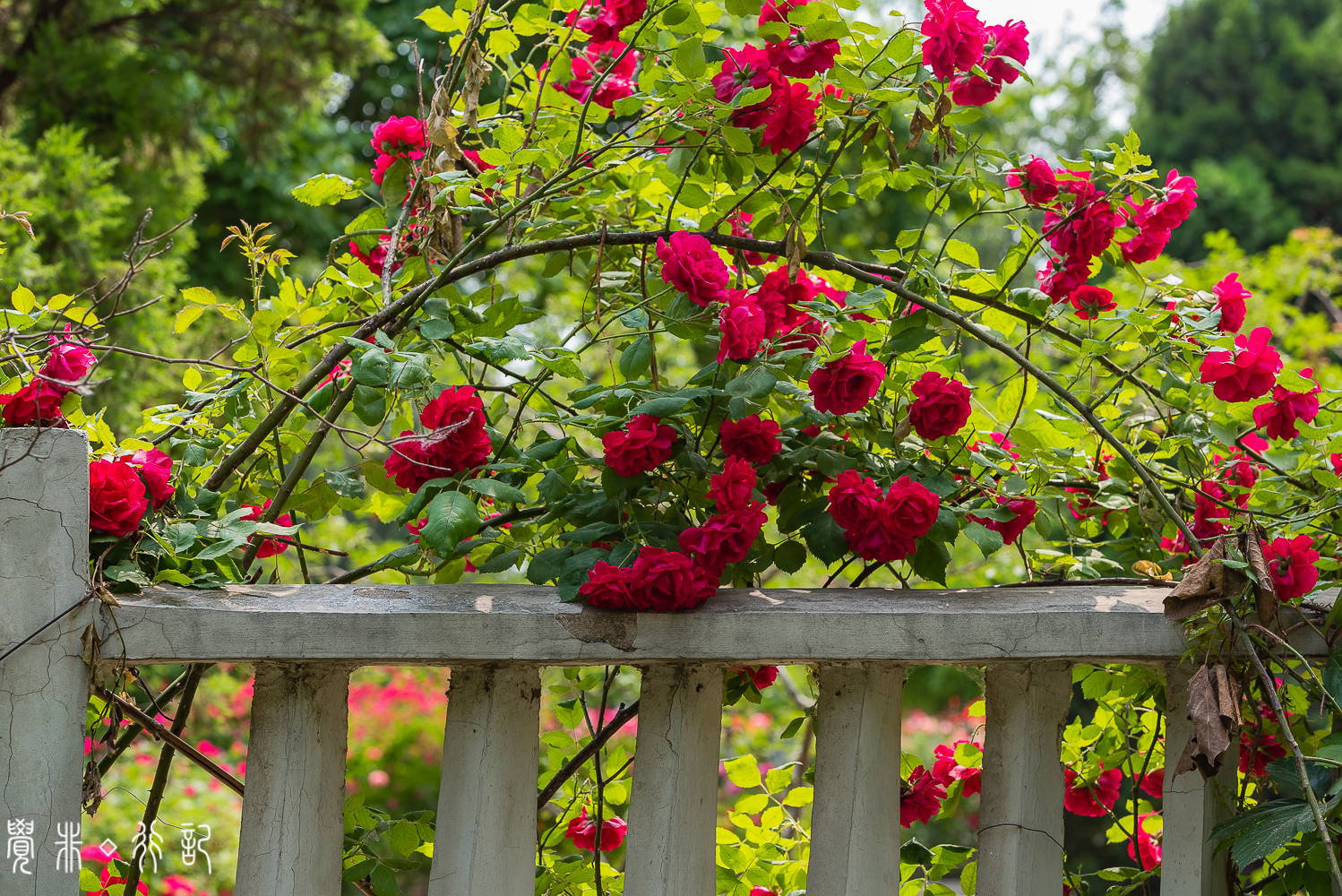 月季花中国特有品种,从中国运到欧洲的四种月季